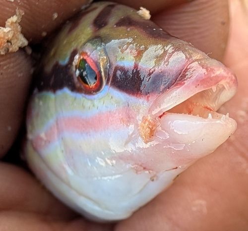 キュウセンの釣果