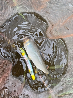 アユの釣果