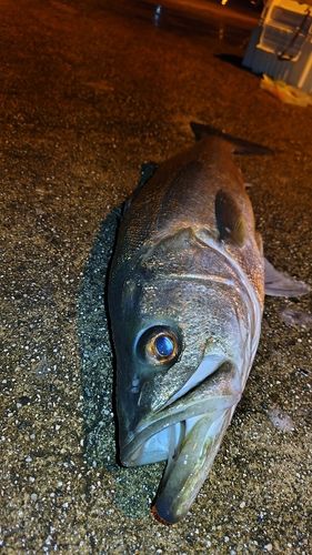 スズキの釣果