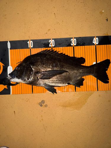 クロダイの釣果