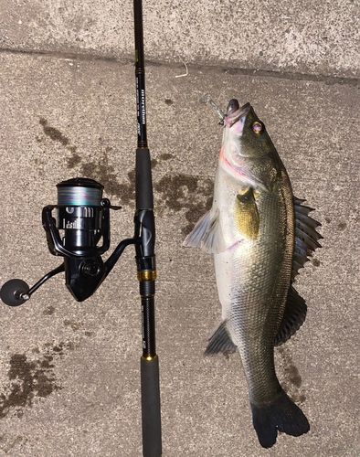 スズキの釣果