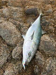 ブリの釣果