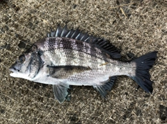 クロダイの釣果
