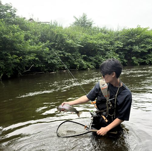 ニジマスの釣果