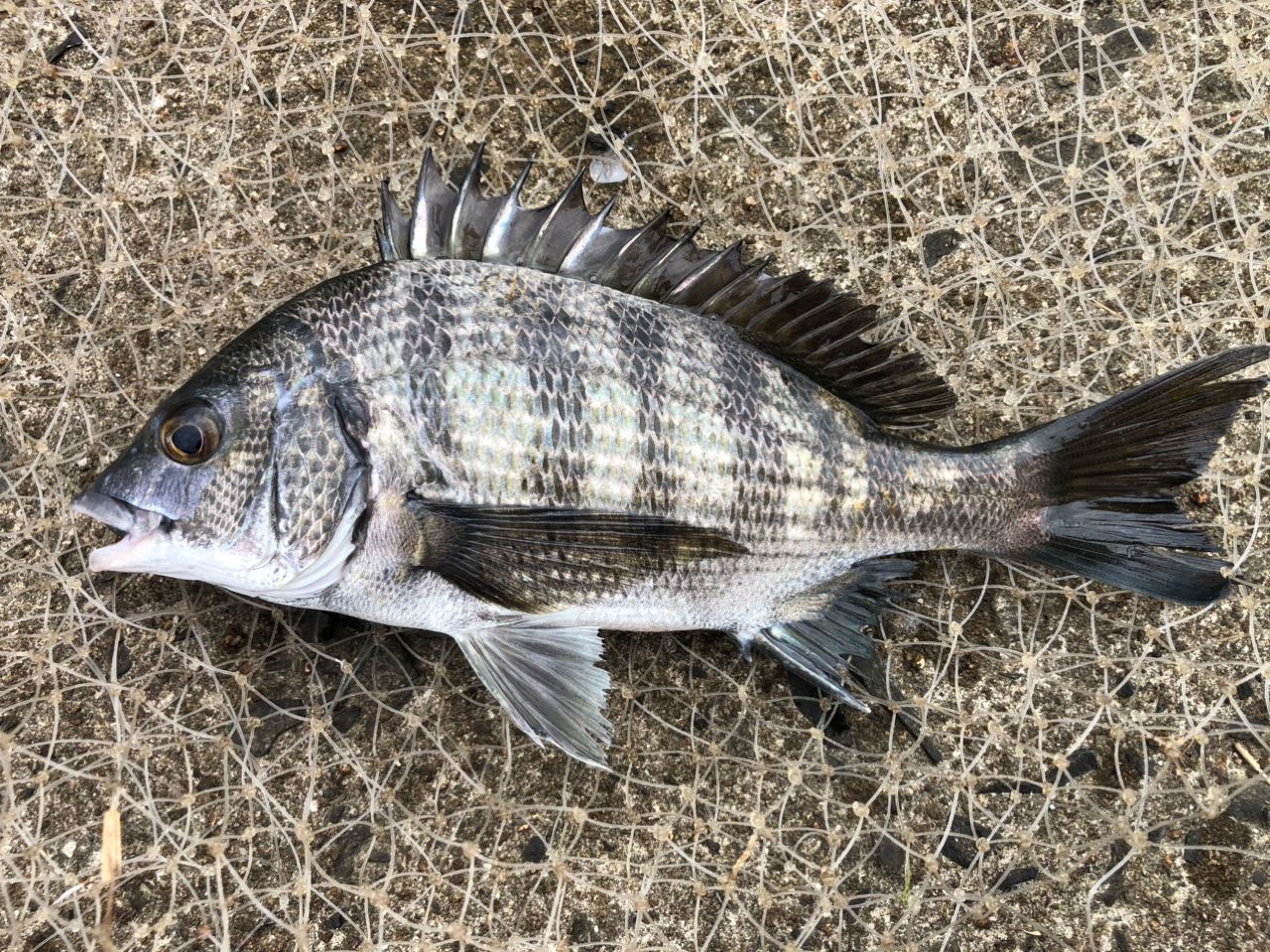 シマノ　19鱗海 AX 　1.5-530　クロダイ　チヌ SHIMANO 19鱗海 AX 1.2-530の最安値・インプレ・釣果 | 本音の口コミが