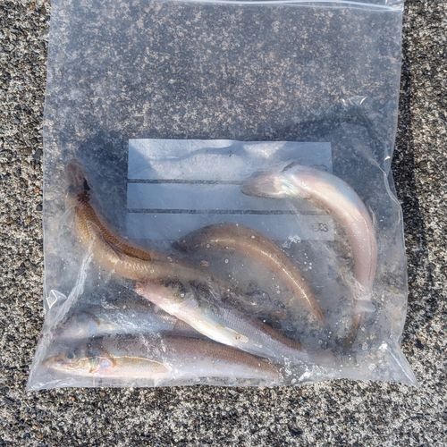 シロギスの釣果