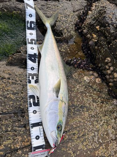 ワラサの釣果