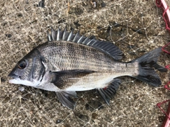 クロダイの釣果