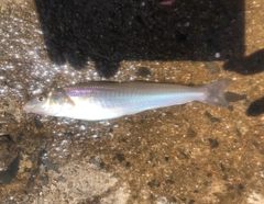 シロギスの釣果