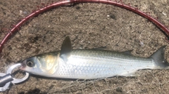 ボラの釣果
