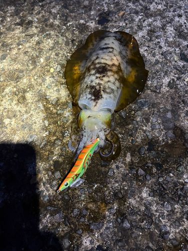 アオリイカの釣果