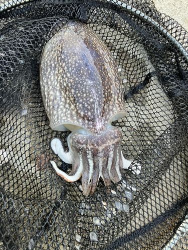 シリヤケイカの釣果