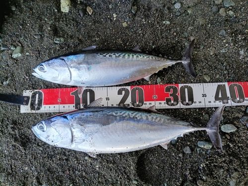 マルソウダの釣果