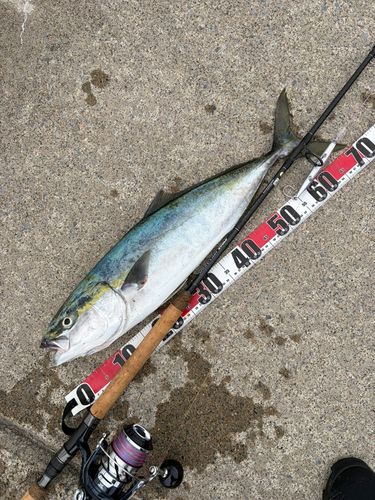 イナダの釣果