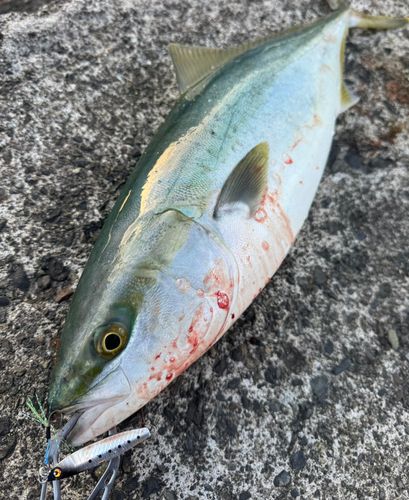 ワラサの釣果