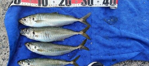 アジの釣果