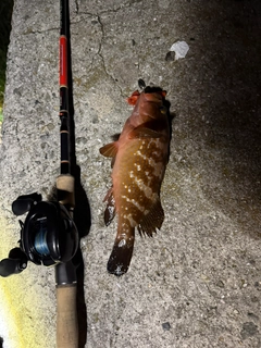 アコウの釣果