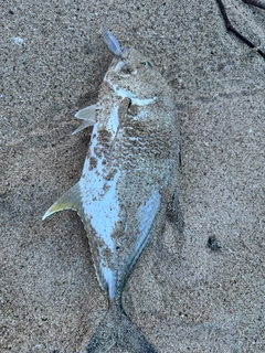オニヒラアジの釣果