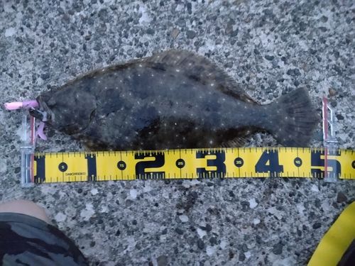 ヒラメの釣果