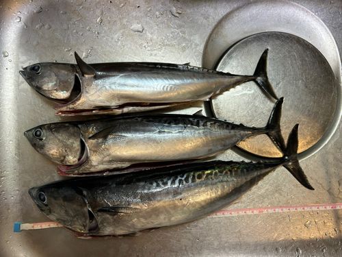 ソウダガツオの釣果