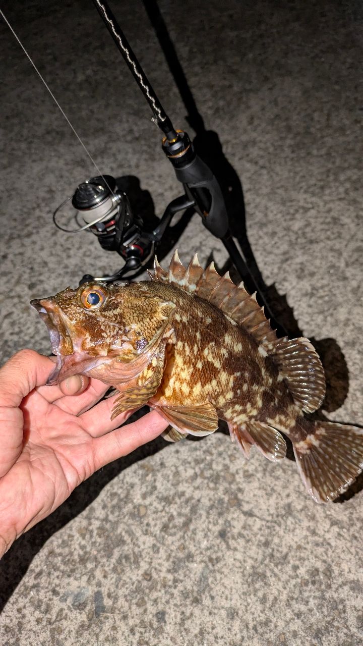 SHIMANO 21ソアレXR S68UL-Sの最安値・インプレ・釣果 | 本音の口コミ