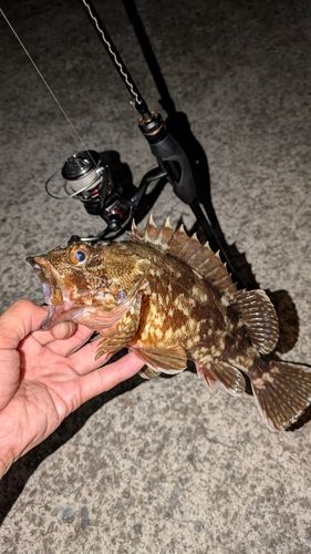 ガシラの釣果