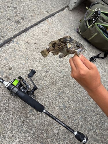 ガヤの釣果