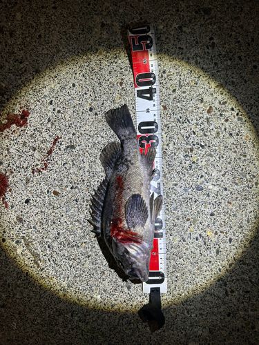 クロソイの釣果