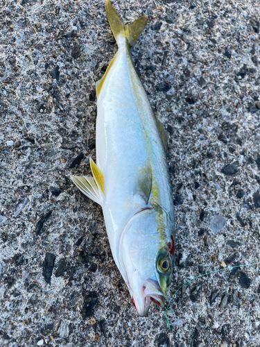 ヤズの釣果