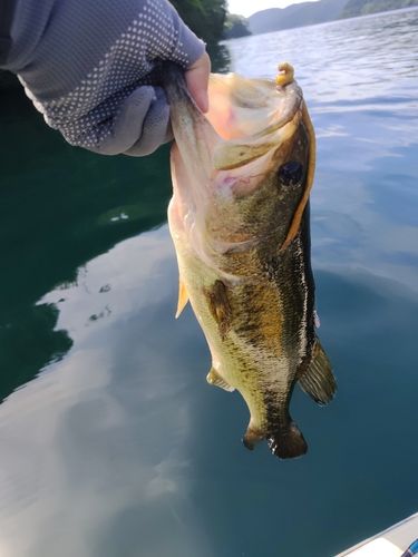ラージマウスバスの釣果