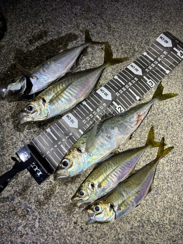 アジの釣果