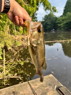 ラージマウスバスの釣果