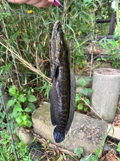 釣果