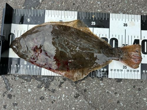ヒラメの釣果