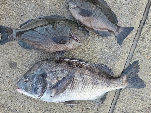 チヌの釣果