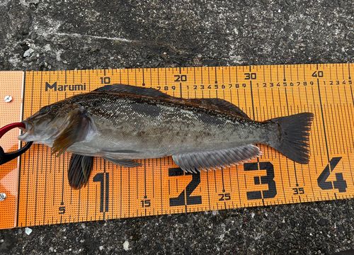 アブラコの釣果