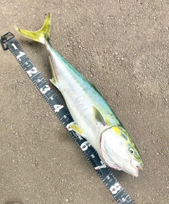 ブリの釣果