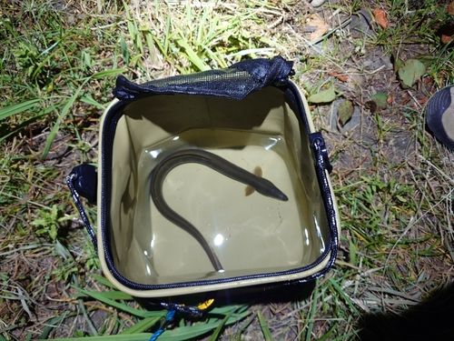 ウナギの釣果