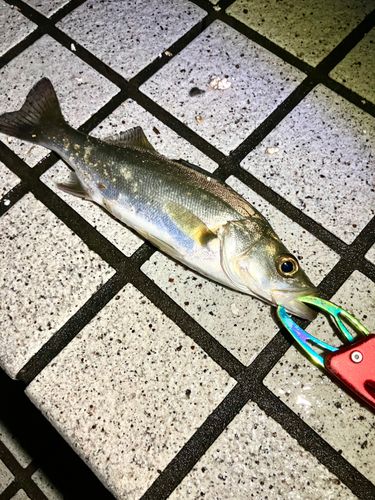 セイゴ（マルスズキ）の釣果