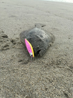 ソゲの釣果