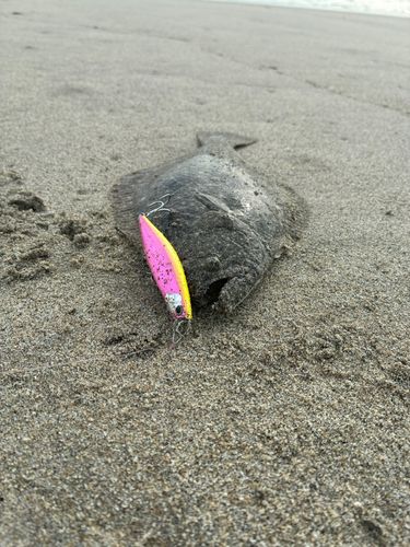 ソゲの釣果