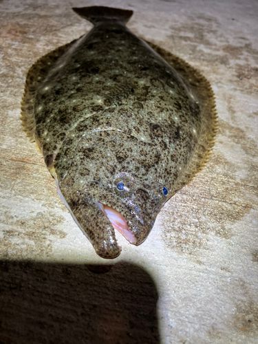 ヒラメの釣果