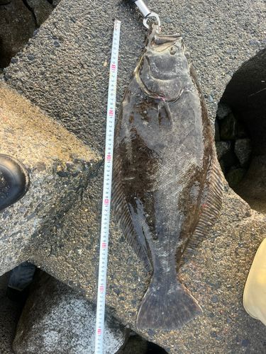 クロメバルの釣果