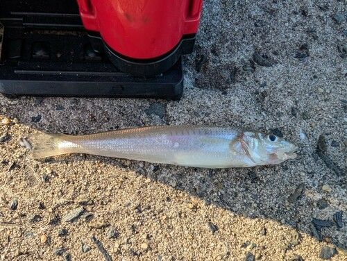 シロギスの釣果