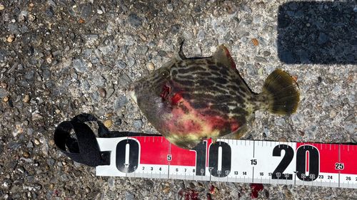 カワハギの釣果