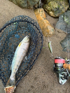 ヤマメの釣果