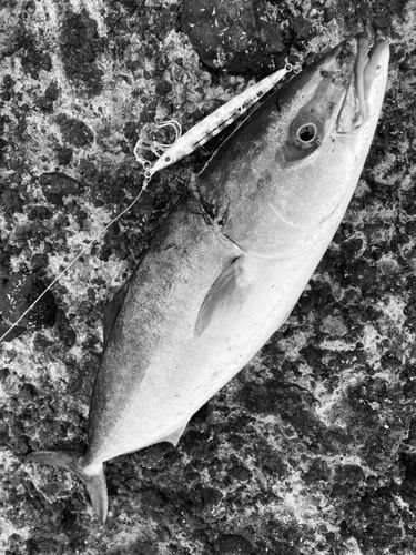フクラギの釣果