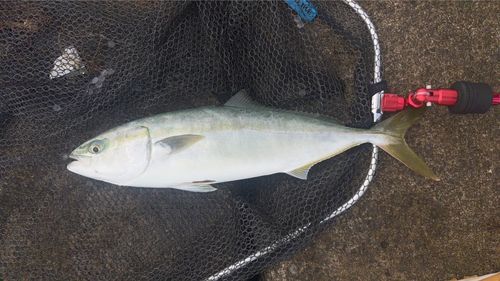 イナダの釣果