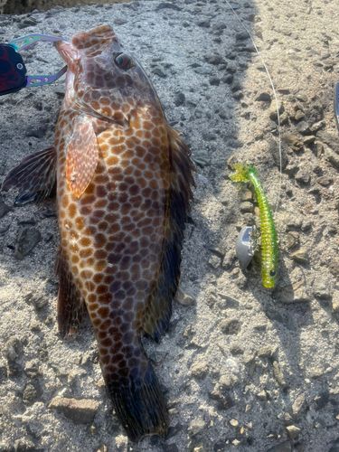 オオモンハタの釣果