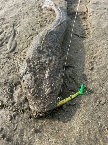 マゴチの釣果